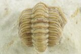 Enrolled Kainops Trilobite - Black Cat Mountain, Oklahoma #376952-2